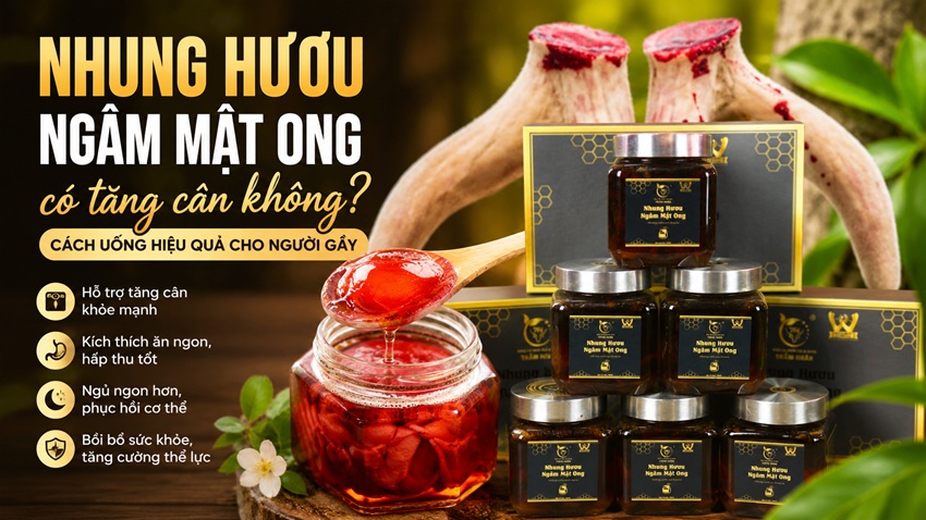 Nhung hươu ngâm mật ong có tăng cân không? Cách dùng hiệu quả cho người gầy